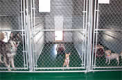 Kjun Co Kennels of Louisiana Kennel